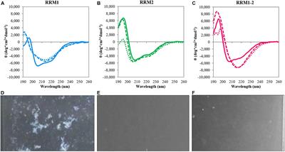 The RNA-Recognition Motifs of TAR DNA-Binding Protein 43 May Play a Role in the Aberrant Self-Assembly of the Protein